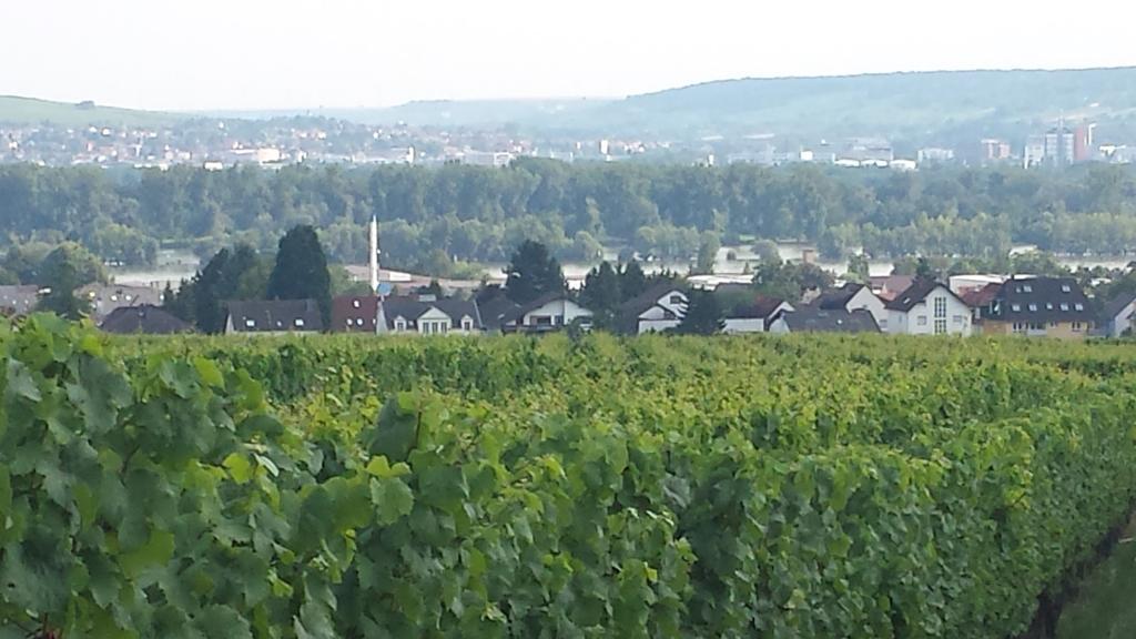 Ferienwohnung Weingut Leis Oestrich-Winkel Pokoj fotografie